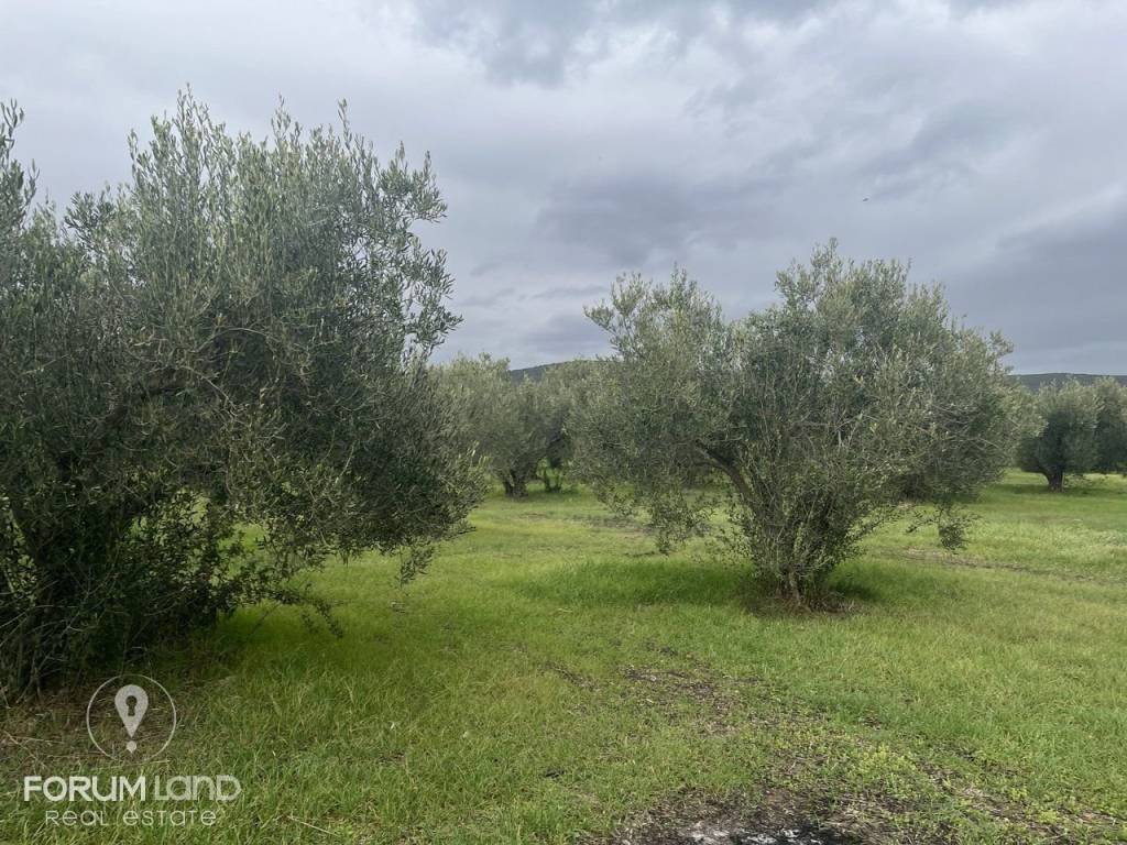 Forumland Real Estate, αγροτεμάχιο