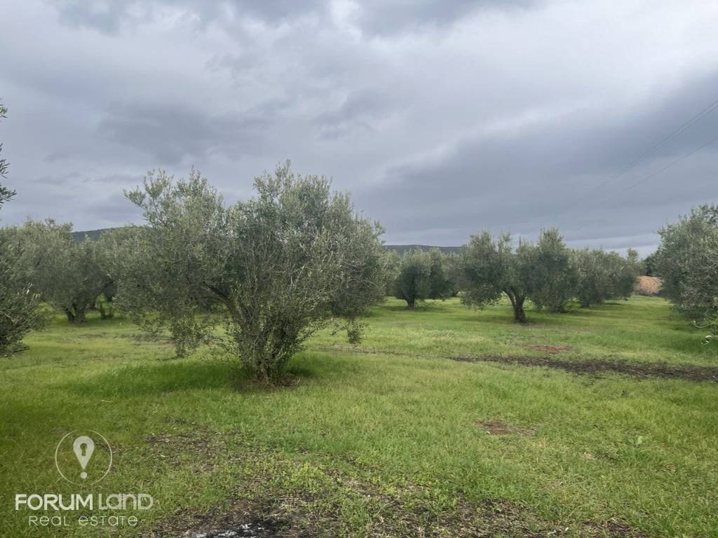 Forumland Real Estate, αγροτεμάχιο