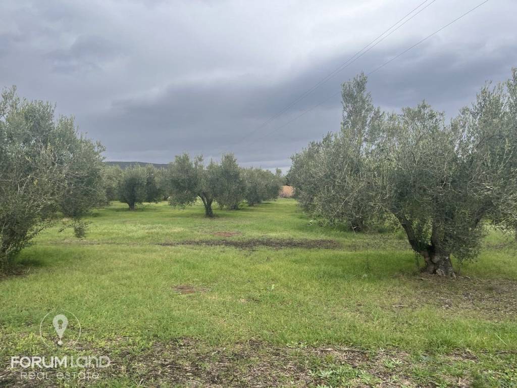 Forumland Real Estate, αγροτεμάχιο