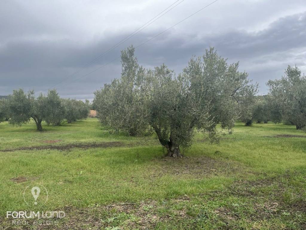 Forumland Real Estate, αγροτεμάχιο