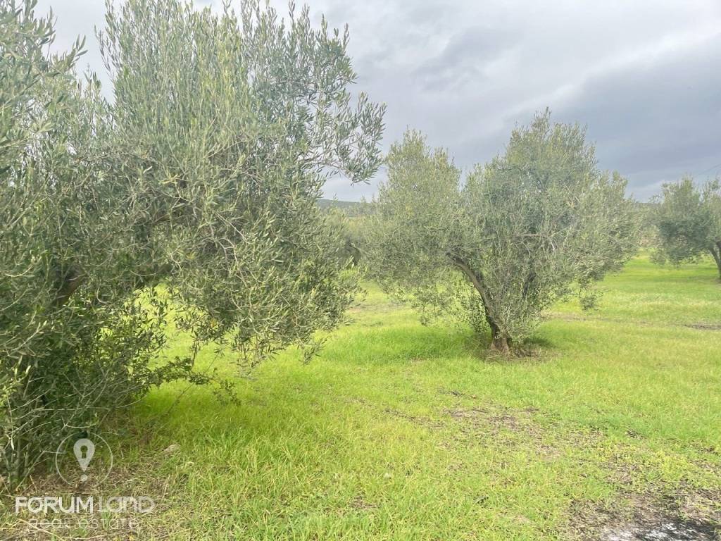 Forumland Real Estate, αγροτεμάχιο