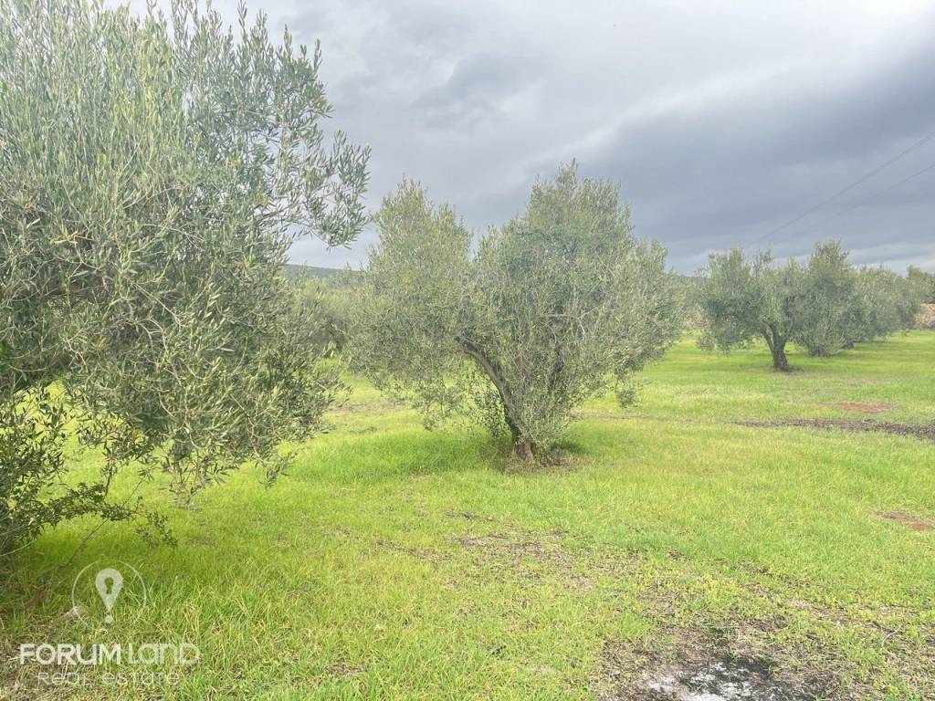 Forumland Real Estate, αγροτεμάχιο