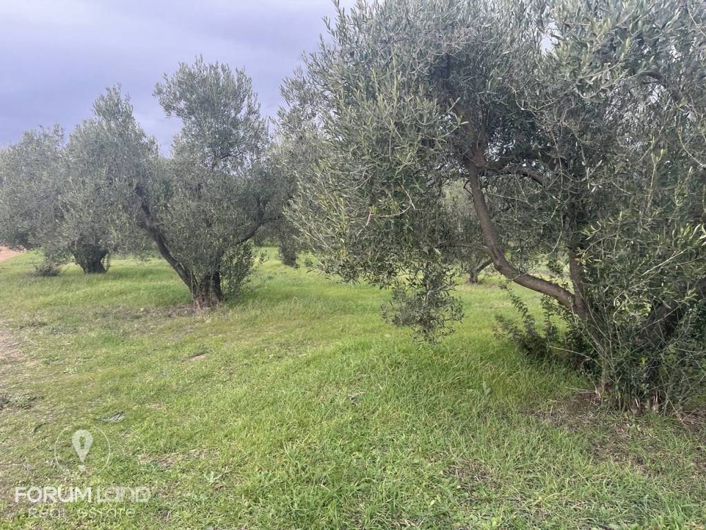 Forumland Real Estate, αγροτεμάχιο