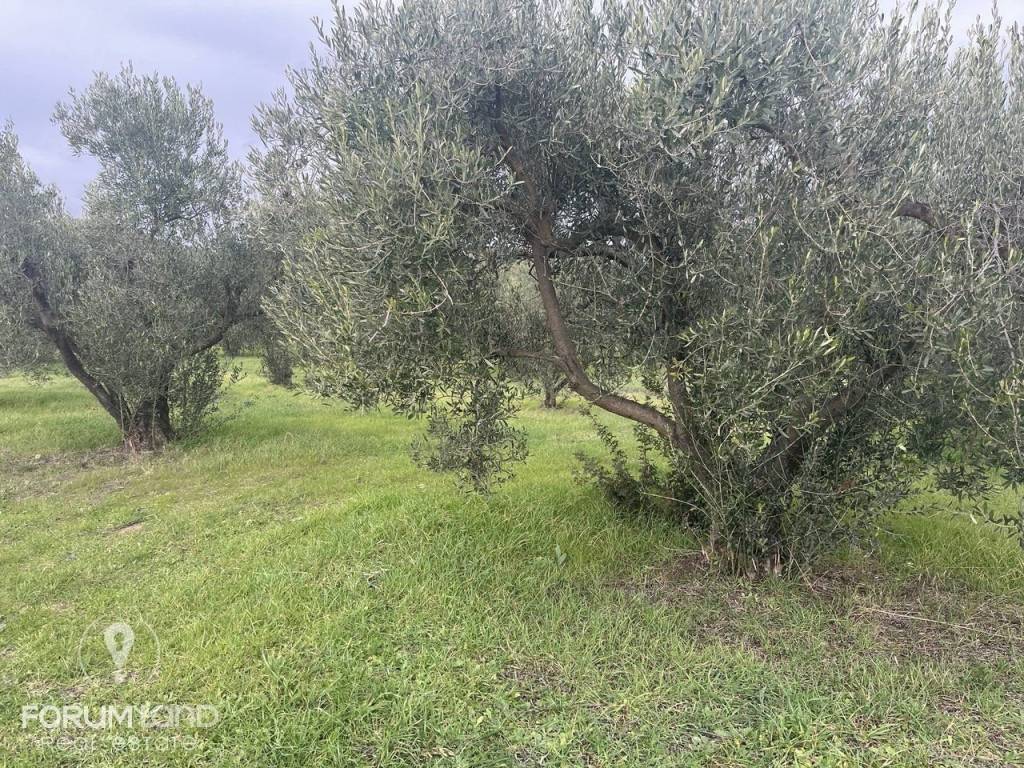 Forumland Real Estate, αγροτεμάχιο