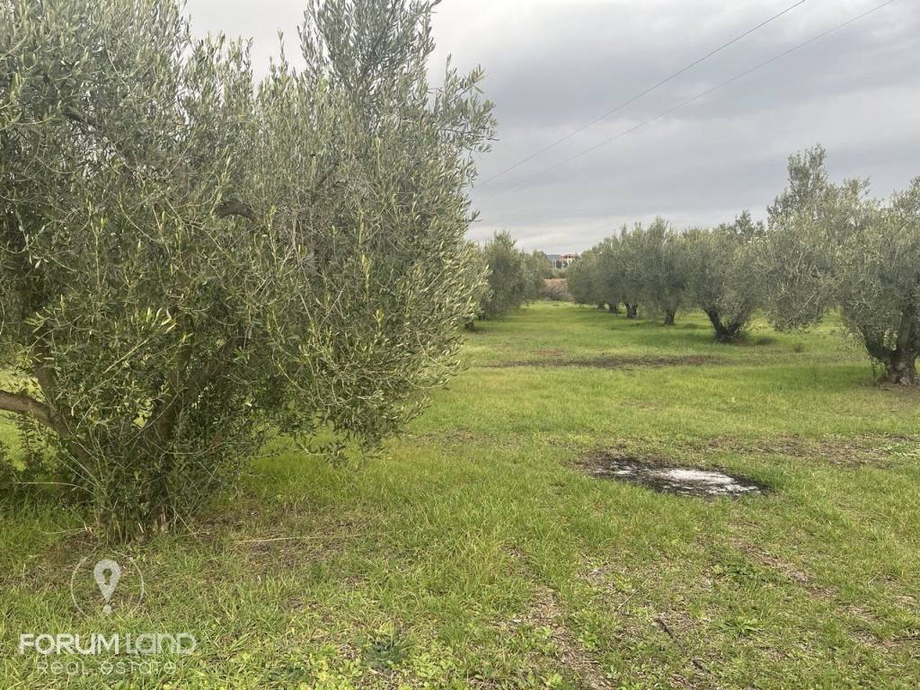 Forumland Real Estate, αγροτεμάχιο