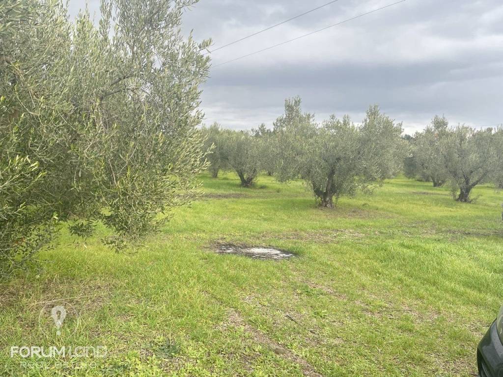 Forumland Real Estate, αγροτεμάχιο