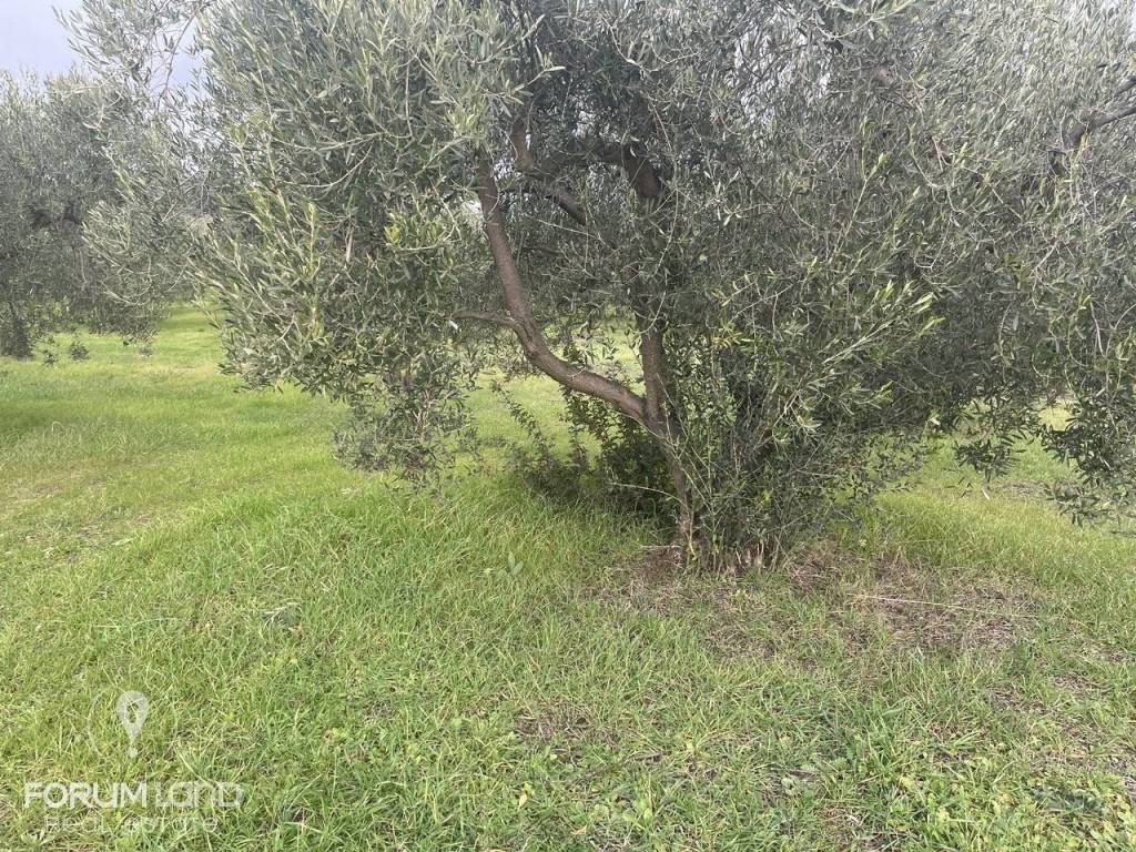 Forumland Real Estate, αγροτεμάχιο