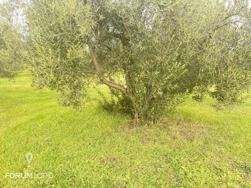 Forumland Real Estate, αγροτεμάχιο