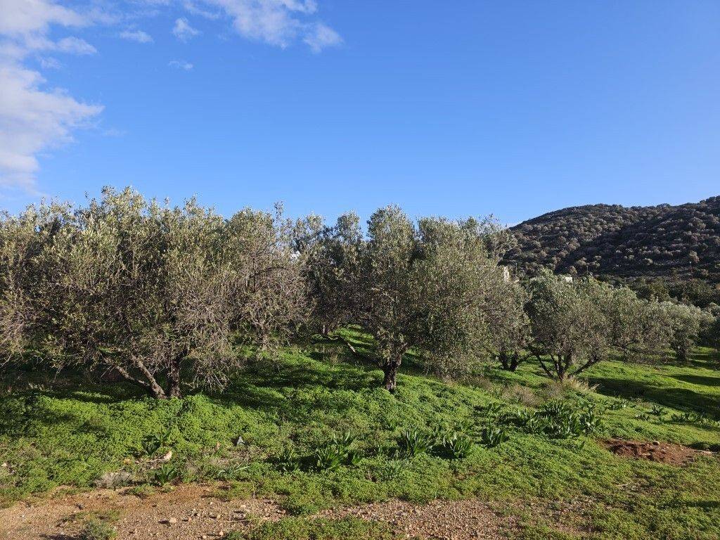 Plot - Grekodom 65150|1041806