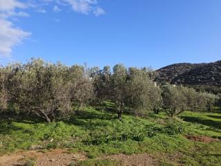 Plot - Grekodom 65150|1041806