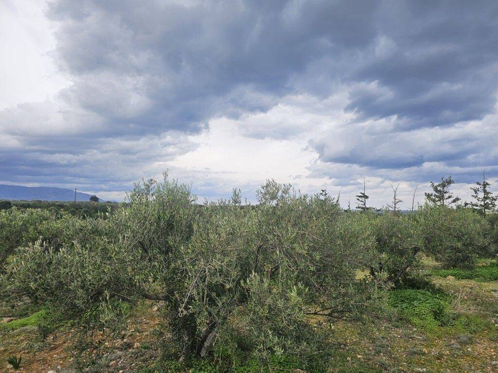 Plot - Grekodom 65231|1043388