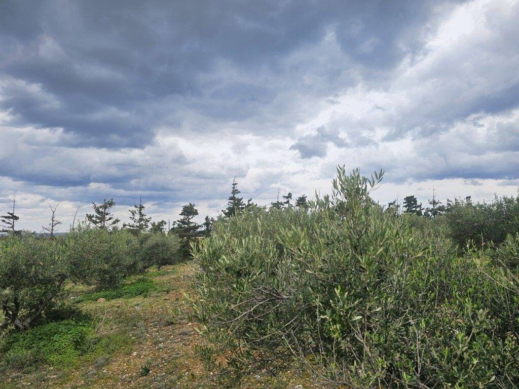 Plot - Grekodom 65231|1043389