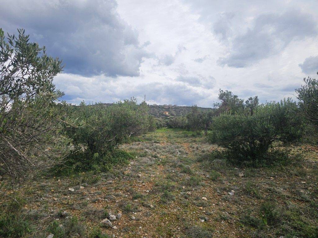 Plot - Grekodom 65231|1043392