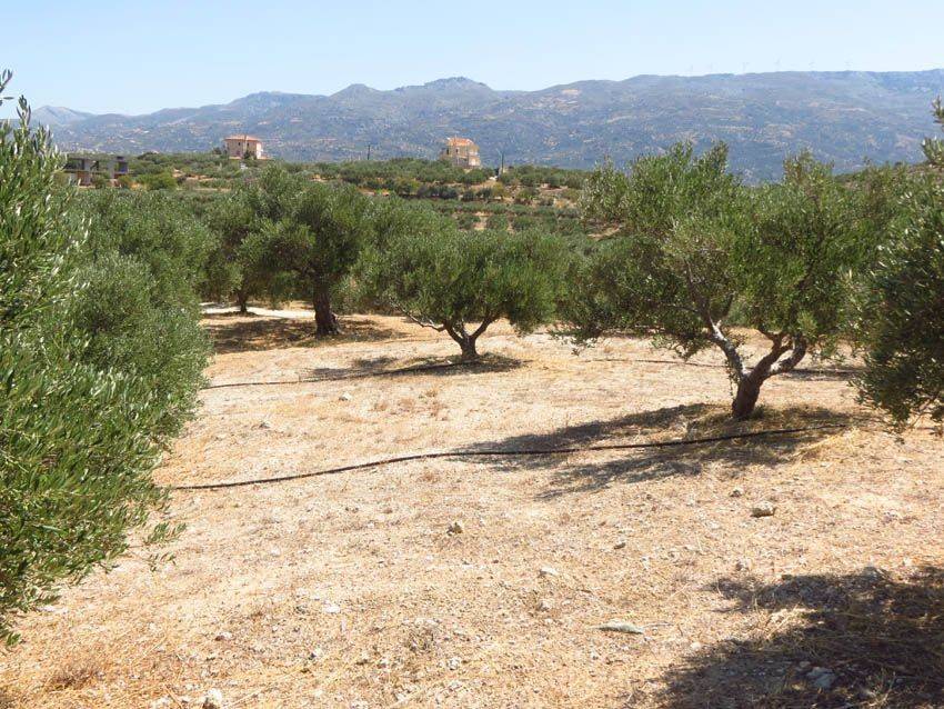 Μέρος του οικοπέδου