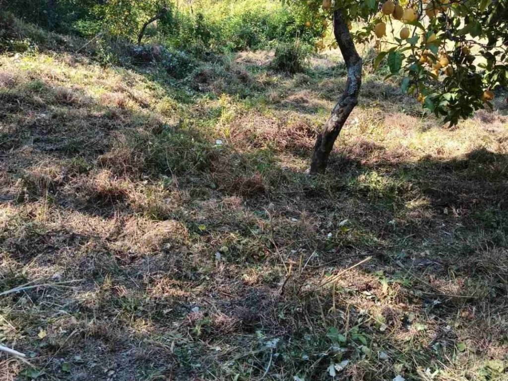 me mia periphraxe mono echete lemonia kai elies dia bioy