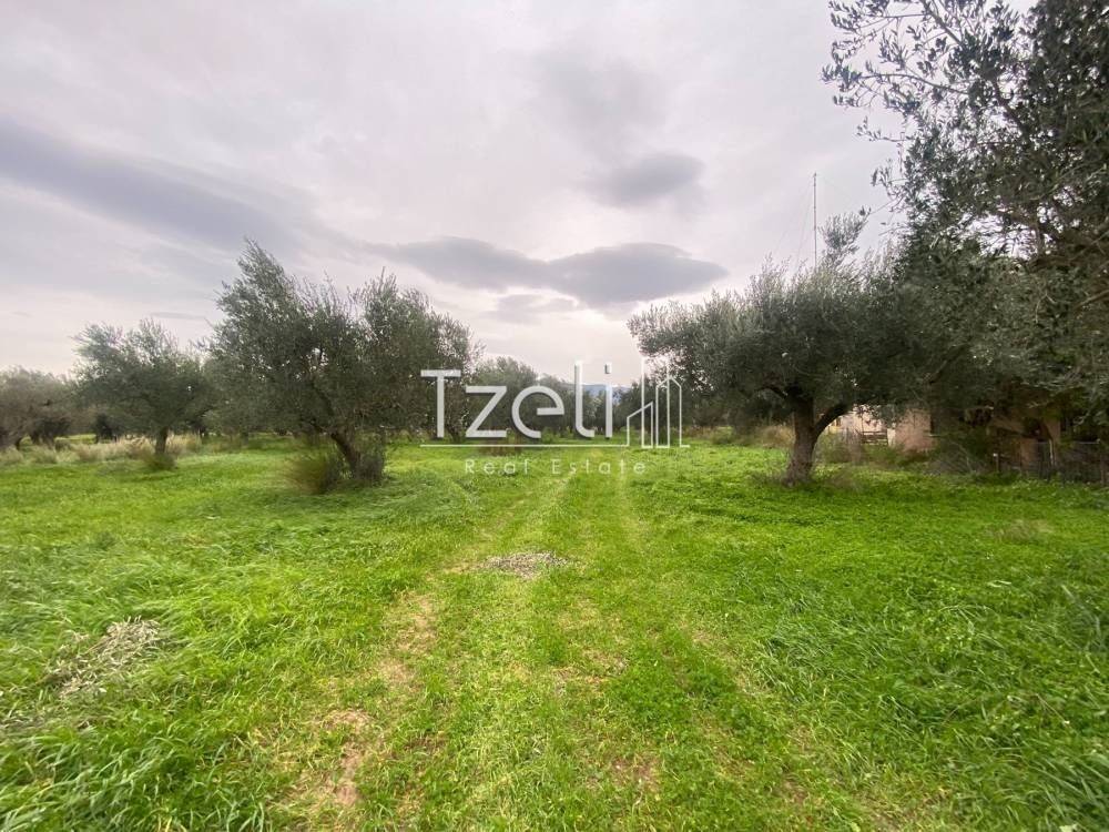 Άποψη οικοπέδου