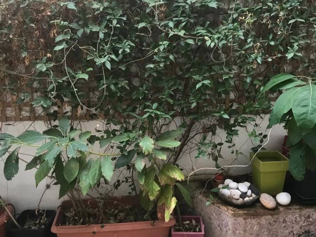 Apartment - Grekodom 65274|1044014