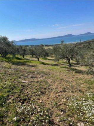 Παραθαλάσσιο οικόπεδο XD Development Μεσιτικό Γραφείο Πύλος