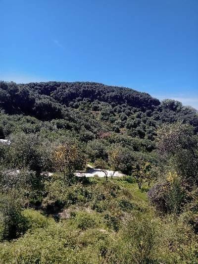 Ge ,AGROTEMACHIO ME 70 DENTRA LEMONIES KAI ELAIODENTRA