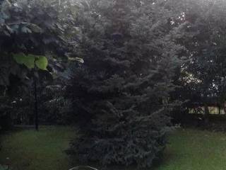 Forumland Real Estate, Κήπος