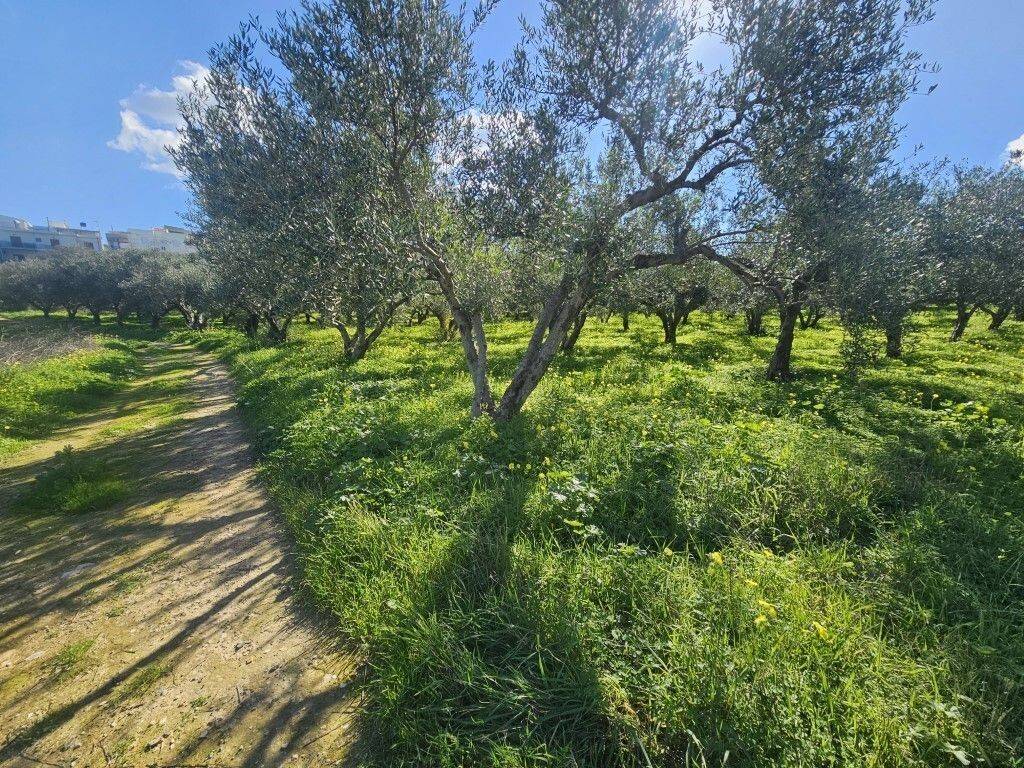 Plot - Grekodom 65403|1045894