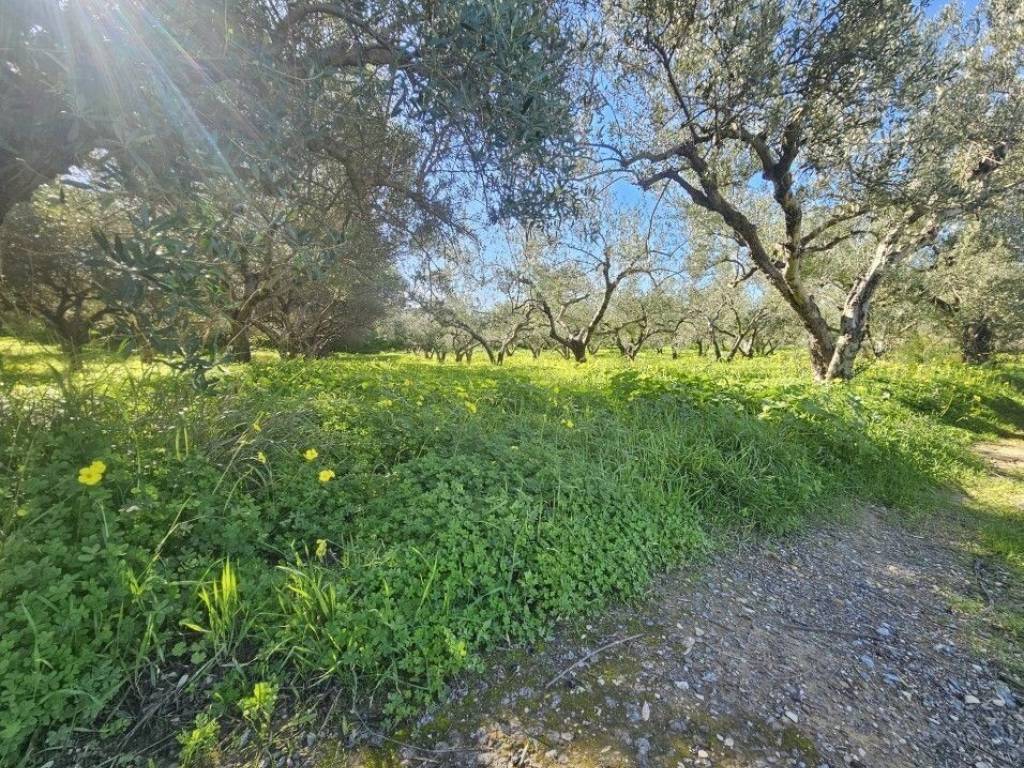 Plot - Grekodom 65403|1045897