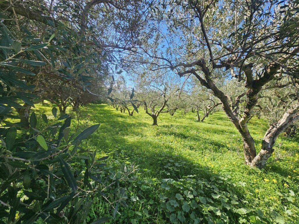 Plot - Grekodom 65403|1045898