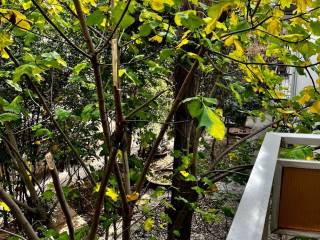 CHoros prasias - parkaki