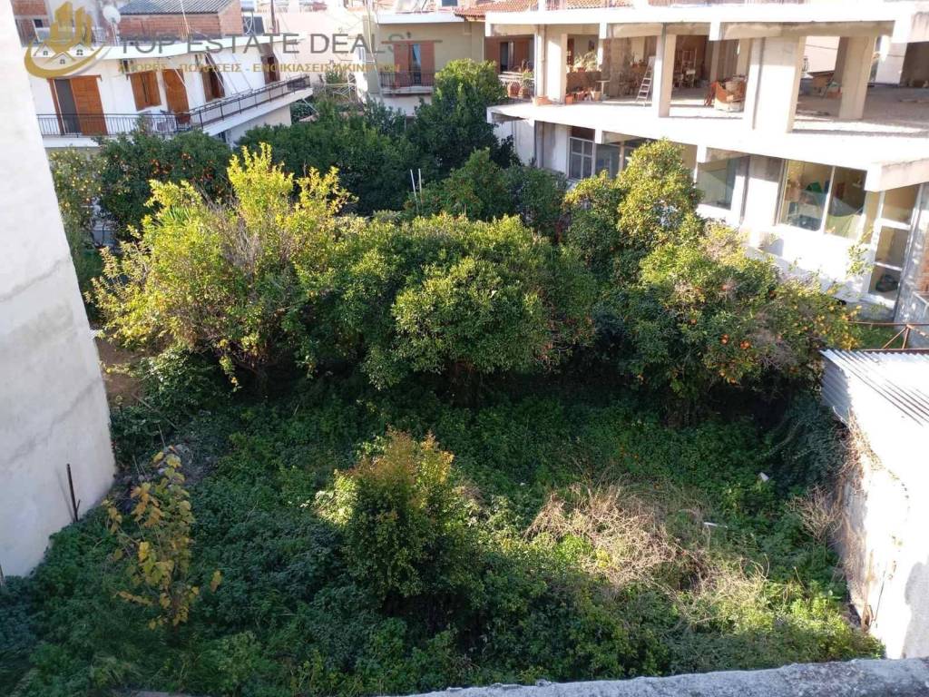 Piso akalyptos -kepos