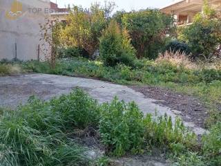 Piso akalyptos - kepos