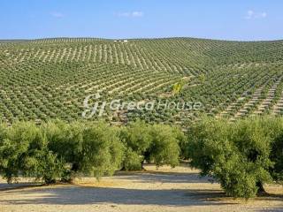Αγροτεμάχιο προς πώληση Γύθειο