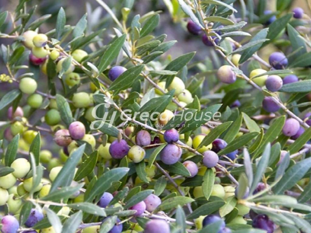 Αγροτεμάχιο προς πώληση Γύθειο