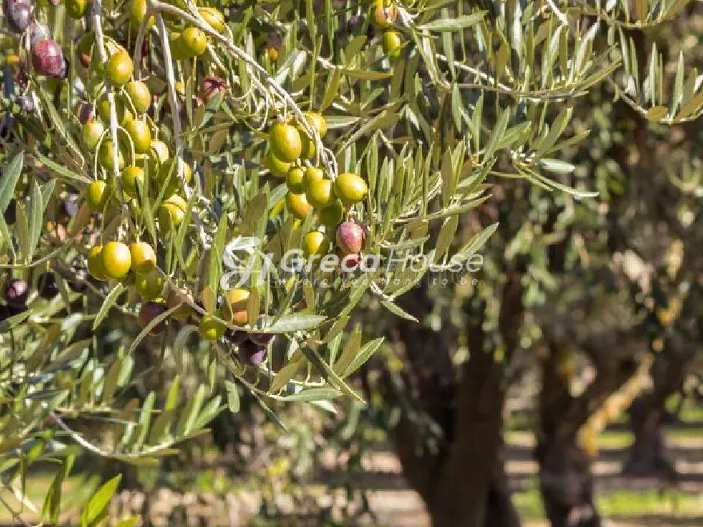 Αγροτεμάχιο προς πώληση Γύθειο