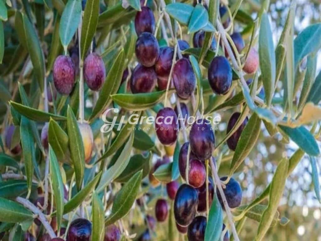 Αγροτεμάχιο προς πώληση Γύθειο