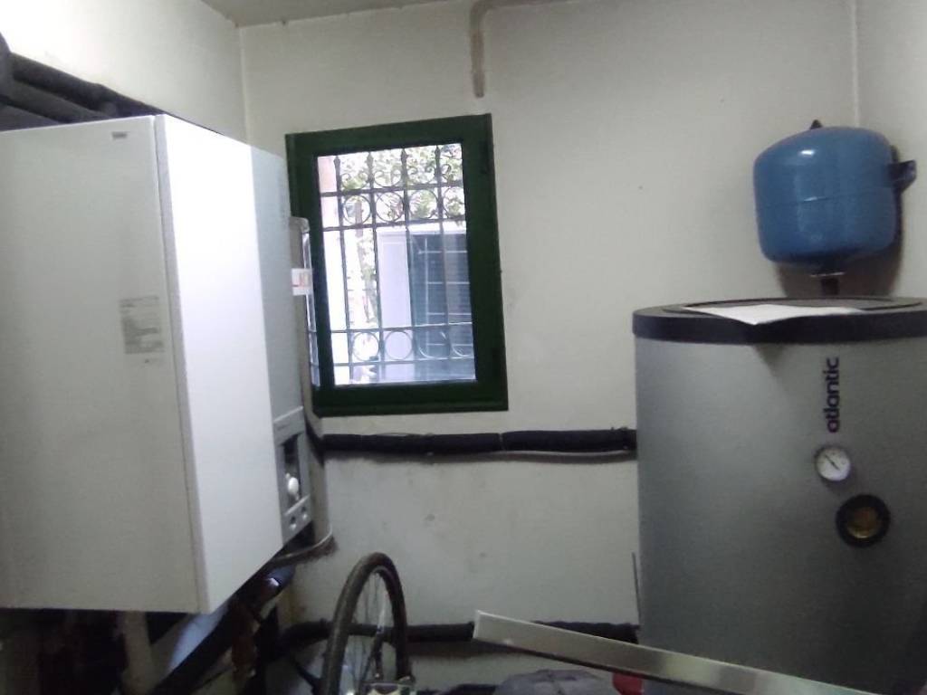 antlia thermotetas atlantic