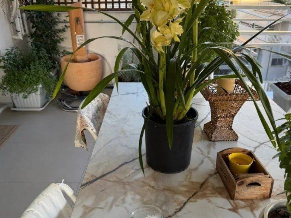 Forumland Real Estate, Βεράντες