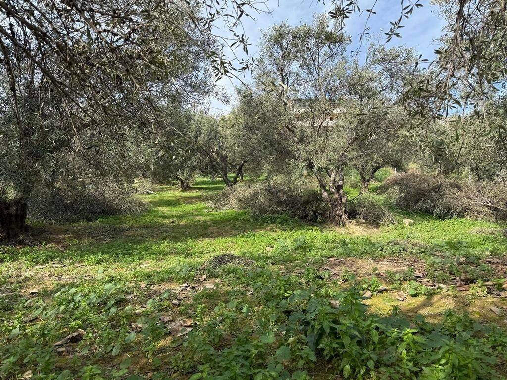 Plot - Grekodom 65485|1049287