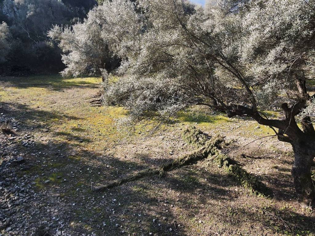 Το επίπεδο αγροτεμάχιο