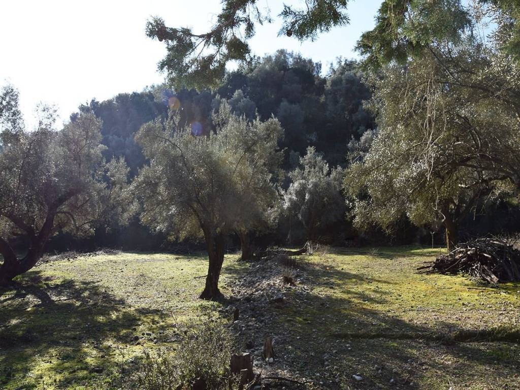 Το επίπεδο αγροτεμάχιο