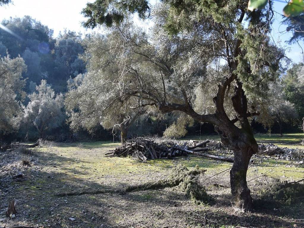 Το επίπεδο αγροτεμάχιο