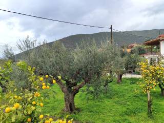 ME ELIES KAI OPOROPHORA DENTRA