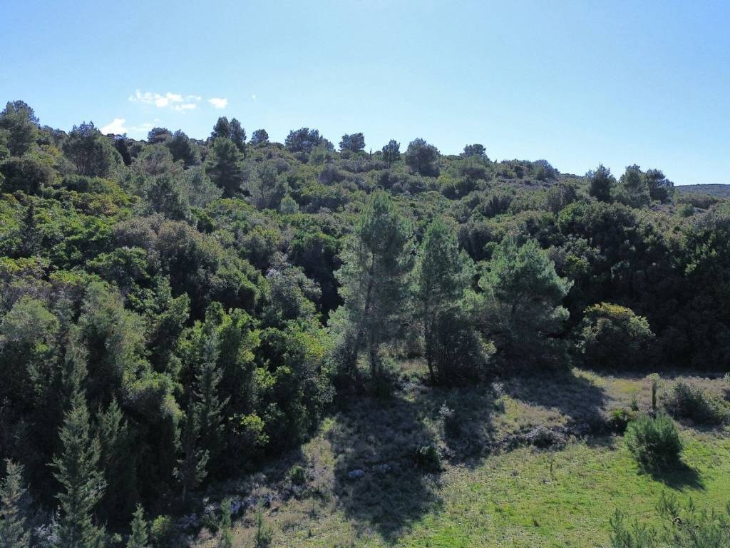 Part of the Plot - Private Forest