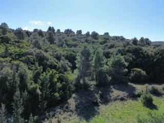 Part of the Plot - Private Forest