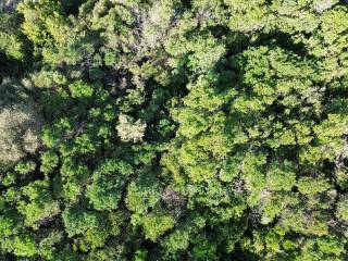 LIving in a Forest - Satellite Photo