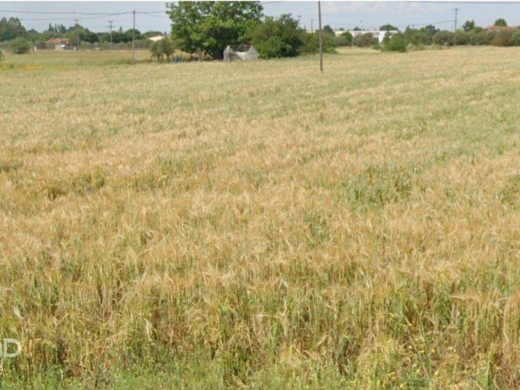 Forumland Real Estate, αγροτεμάχιο