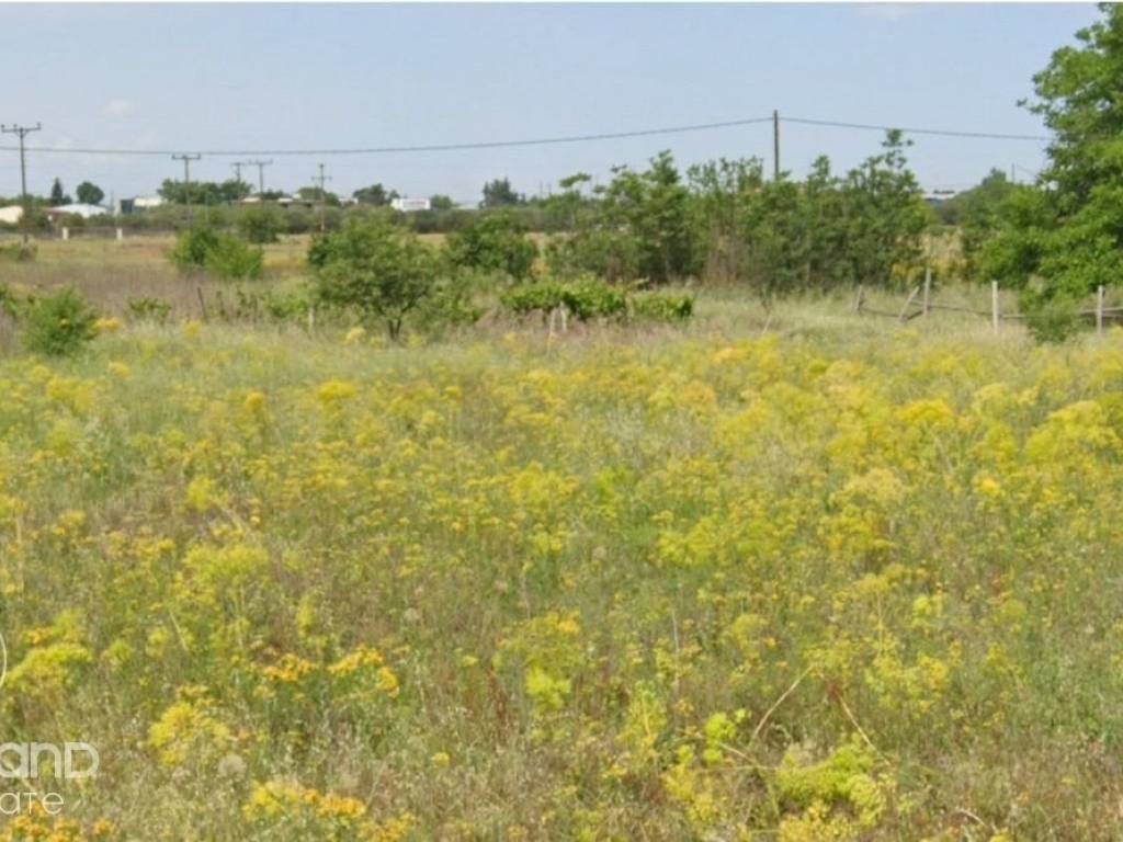 Forumland Real Estate, Αγροτεμάχιο 2.500τ.μ.