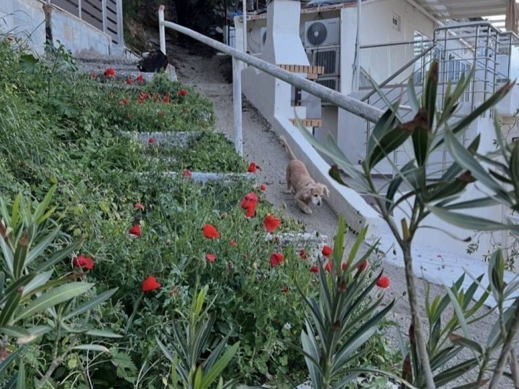 Detached - Grekodom 65541|1050277