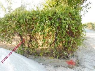 ΠΕΡΙΦΡΑΞΗ ΟΙΚΟΠΕΔΟΥ