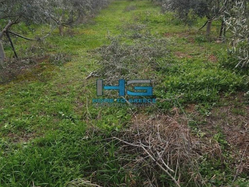 Embadon: > 6.000 t.m.