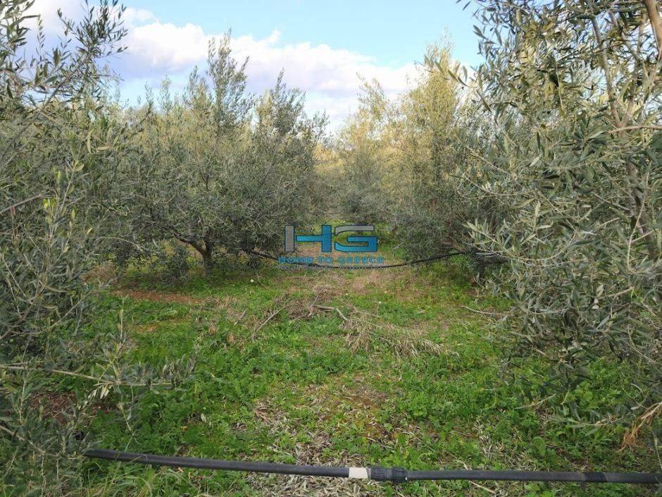 Embadon: > 6.000 t.m.